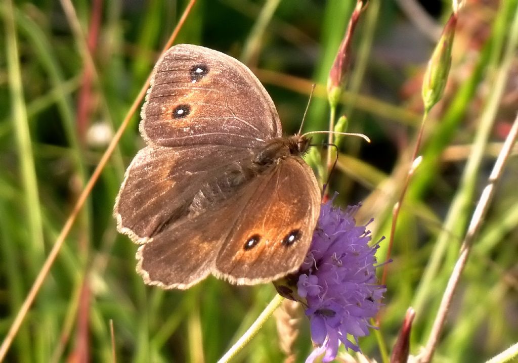 Nymphalidae Satyrinae